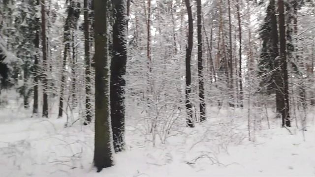 30 января 2021 г. СКАЗОЧНЫЙ ЗИМНИЙ ЛЕС. Музыкальная версия.