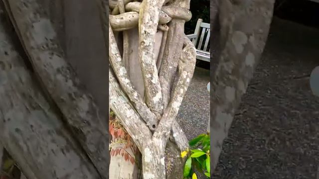 Lovely Sophora and Rhododendron смотреть онлайн