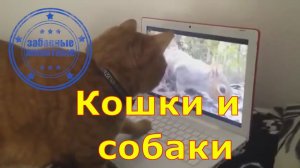 Забавные животные - кошки и собаки - смешная подборка (cats & dogs) 002