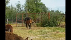 DONKEYS, HORSES // ДР@КА ОСЛА И ЖЕРЕБЦА