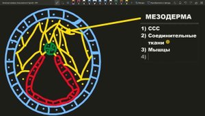 ОРГАНОГЕНЕЗ ГИСТОГЕНЕЗ зародышевые листки эктодерма мезодерма энтодерма ЕГЭ