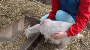 2018.05.02 В ГОСТЯХ У НАШЕГО ПОДОПЕЧНОГО ЗООПАРКА В КОКОШИНО.