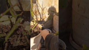 Обрезка чайно-гибридных роз возрастом 1-2 года после посадки