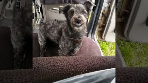 Очень злая собака! Дрессировка собак в домашних условиях. Не повторять, опасно!