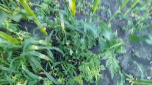 Гелиантекс по кукурузе!!!!!