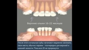 Анимация схемы прорезывания зубов у детей на русском - Минская стоматология "Дудко и сыновья"