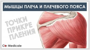 Мышцы плеча и плечевого пояса