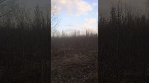 КРИК САМЦА КОСУЛИ???