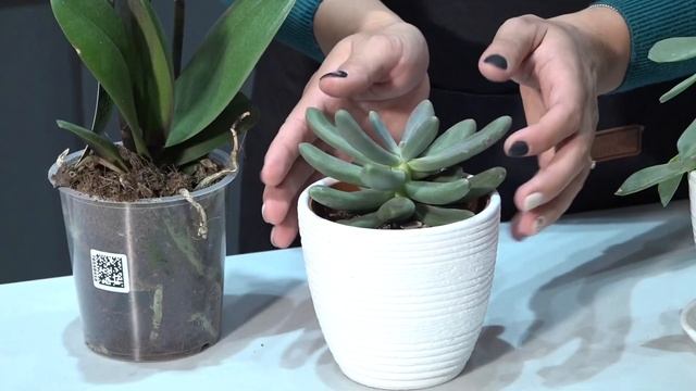 Рубрика ПРОцветы. Советы Дарьи Ромашевой смотреть онлайн