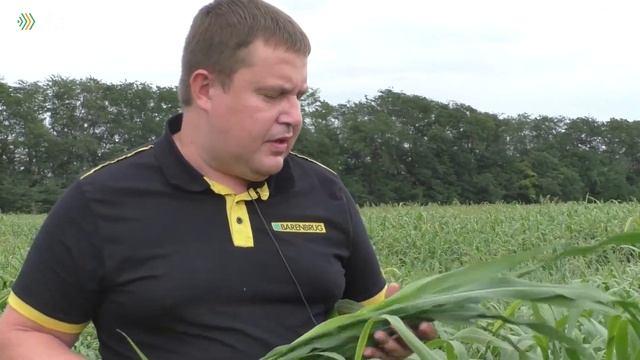 Сорго-суданский гибрид и жемчужное просо смотреть онлайн