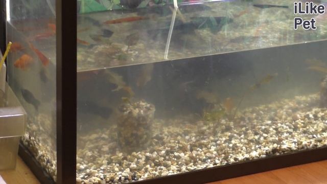 5 интересных фактов о рыбе сом смотреть онлайн