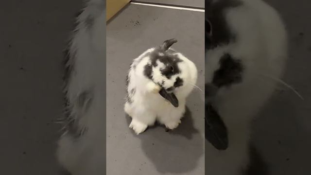 GOGO rabbit can only groom left ears