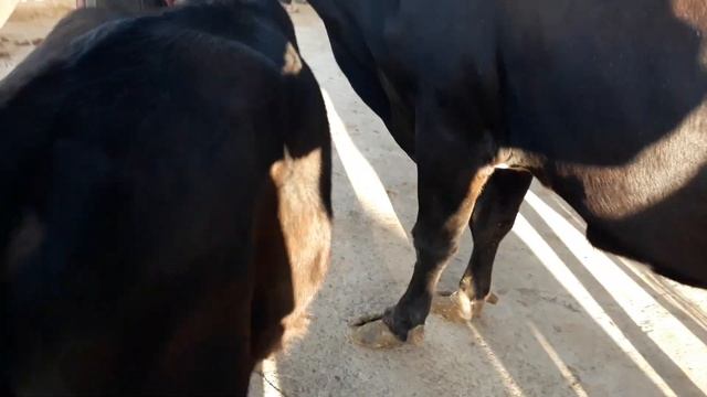 МОЛБОЗОРИ Ш.ИСТАРАВШАН НАРХИ ГОВИ ОЧАБАЧА ГУНОЖИН... 24.09.2021