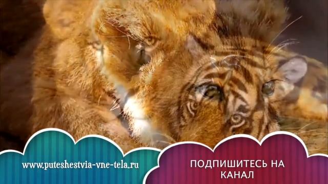 ТОЛКОВАНИЕ СНОВИДЕНИЙ - К чему приснился ЛЕВ? смотреть онлайн