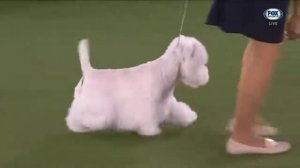 Best in Show at 2021 Westminster Kennel Club Dog Show