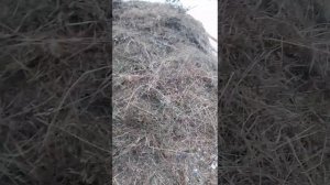 раскрываем сено которое солили