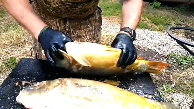 КАРП ЗЕРКАЛЬНЫЙ СО СЛИВОЙ НА УГЛЯХ РЫБАЛКА НА КУБАНИ РЕЦЕПТ СЮФ смотреть онлайн
