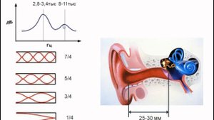 Основы акустики и психоакустики
