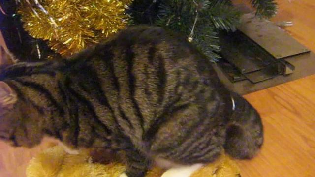 ПОХОТЛИВЫЙ КОТ РАЗВЛЕКАЕТСЯ С МЯГКОЙ ИГРУШКОЙ смотреть онлайн