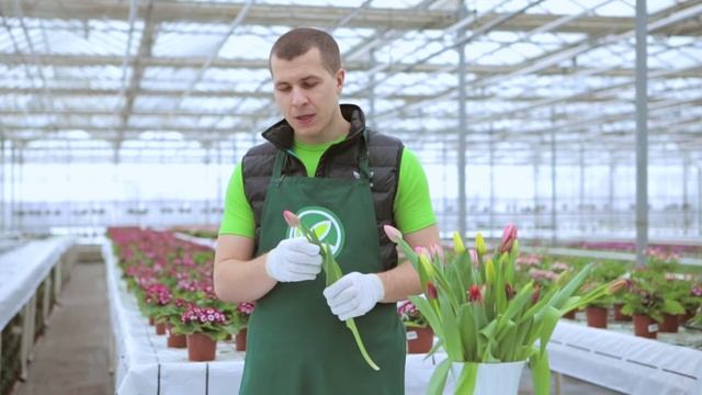 Как выбрать тюльпаны к 8 марта