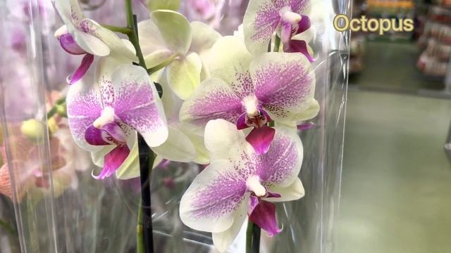 ??Шикарні ОРХІДЕЇ ? СВІЖА поставка #orchid?Black Face?Barcelona?Jupiter? смотреть онлайн