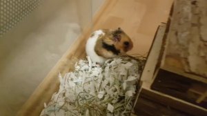 Самый жадный хомяк в мире ;)