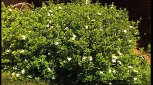 Burke's Backyard, Gardenias