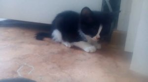 Наша киса подавилась