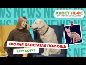 Кошка топ-менеджер, собака-медбрат, новые законы зообизнеса и другие новости «Хвост Ньюс» #60