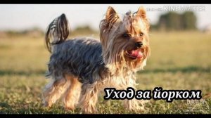 ЙОРКШИРСКИЙ ТЕРЬЕР | Описание породы