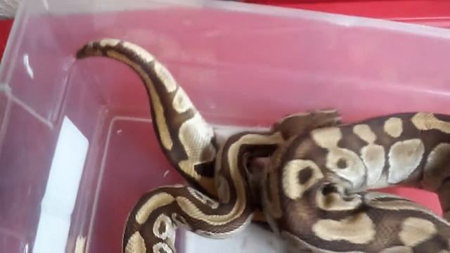 Ball python weights смотреть онлайн