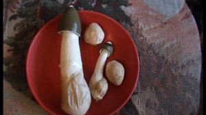 ? Грибы Веселки и ведьмины яйца. Как растут. Выросли дома из Яйца.