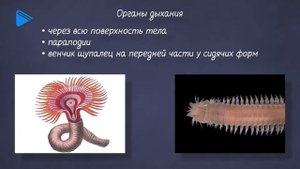 7 класс - Биология - Тип кольчатые черви. Класс многощетинковые черви
