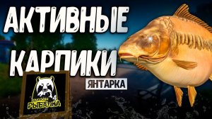 RF4 АКТИВНЫЕ КАРПИКИ ПРОСТО УСПЕЙ #рр4