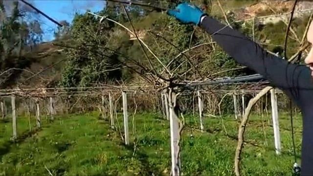 ЗАМАЗКА ДЛЯ СРЕЗА, ОБРЕЗКА КИВИ