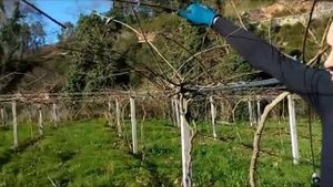 ЗАМАЗКА ДЛЯ СРЕЗА, ОБРЕЗКА КИВИ