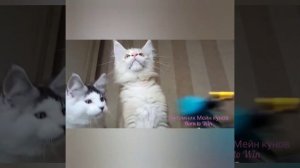 Сухие корма. Какой самый лучший. Чтобы кошка была здорова.