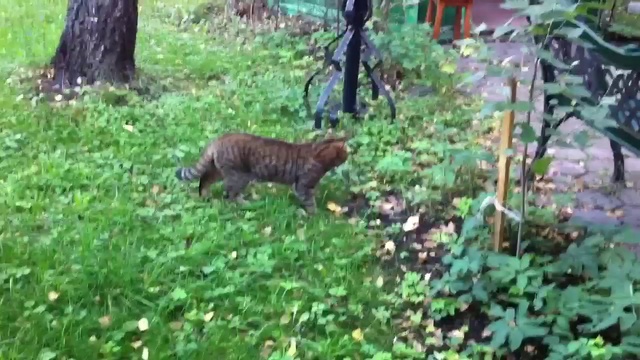 Из жизни домашних животных смотреть онлайн