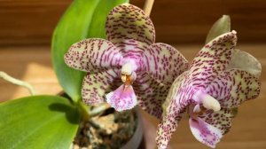 Phal. Natasha 'Aiko' (Phalaenopsis gigantea × Phalaenopsis Samba)