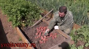 Картофель из мини клубней на семена
