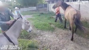 Keledai Kecil Kawin Dengan Kuda Betina Besar