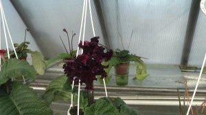 Стрептокарпусы Диметрис 8 февраля 2016