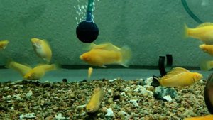 Моллинезия Велифера Апельсин / Poecilia velifera orange