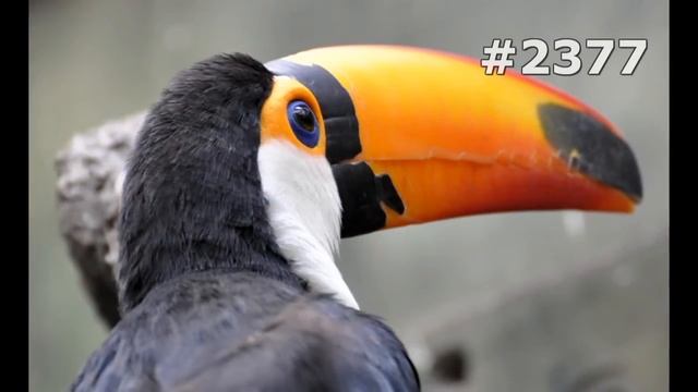 #2377. Туканы (В мире животных) смотреть онлайн