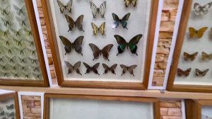 Посетили дом бабочек.Владивосток ))