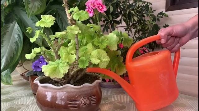 Комнатные растения