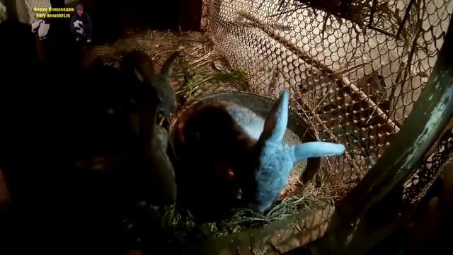 Крольчиха окролилась | Крольчатам 25 дней | Жизнь в селе смотреть онлайн