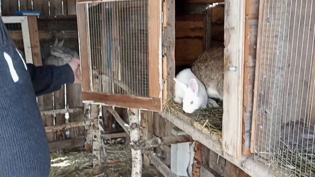Маленькие крольчата! Отсаживаю от самки (в какой срок это нужно делать)! Обзор клетки для кроликов!