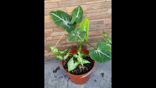 some of my syngonium plant collection