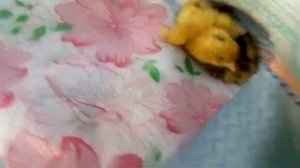 Два цыпленка вылупились из магазинных яиц